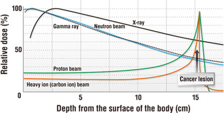 Dose distribution of each radiation in the body